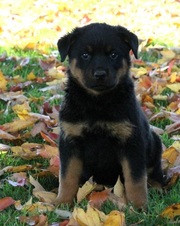 Rottweiler puppies for sale this new year
